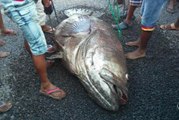 Un poisson géant à échoué sur les plages de l'île maurice