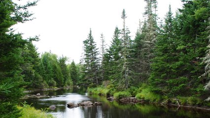 Christopher Knight : cet américain a vécu 27 ans en solitaire dans les forêts du Maine