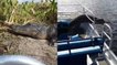 États-Unis : Un alligator s'immisce dans un bateau touristique