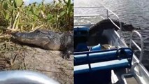 États-Unis : Un alligator s'immisce dans un bateau touristique