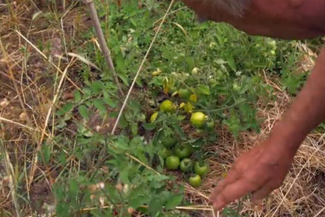 Le potager de mon grand-père
