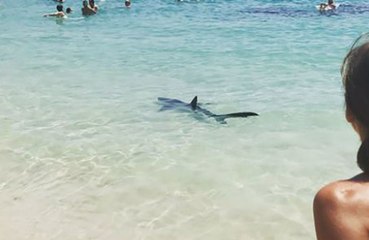 Panique sur la plage : un requin de 2,5m aperçu à Majorque !