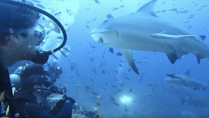 Une armada de requins effraie un groupe de plongeurs !