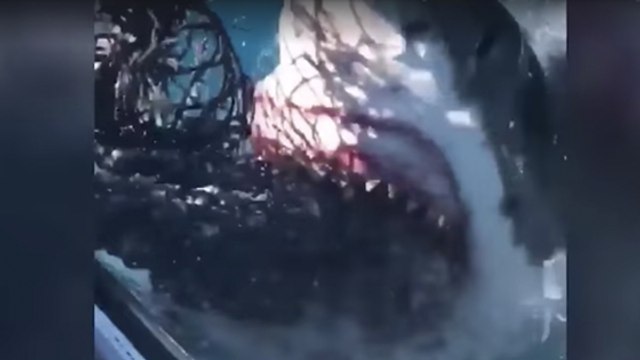 États-Unis : Un requin blanc attaque un bateau de pêche (VIDEO)