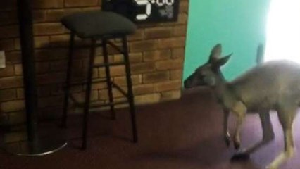 Australie : Un kangourou fait une entrée surprise dans un bar