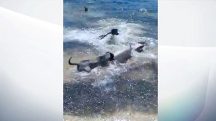 Des chiens jouent très dangereusement avec des requins (VIDEO)