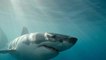 Australie : Un énorme requin blanc attaque un bateau de pêcheurs (Vidéo)