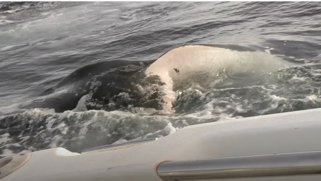 Australie : un père et son fils filment l'attaque impressionnante d'un requin blanc sur leur bateau (VIDÉO)