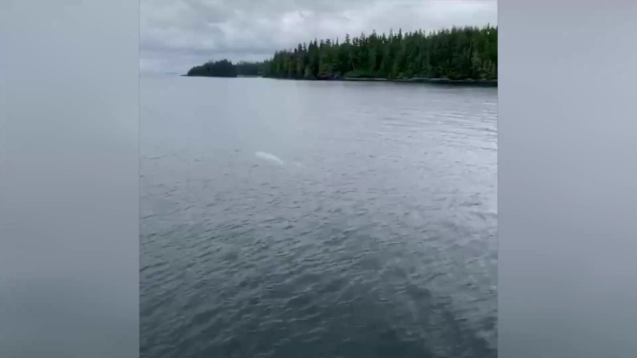 Alaska : une orque blanche très rare a été filmée