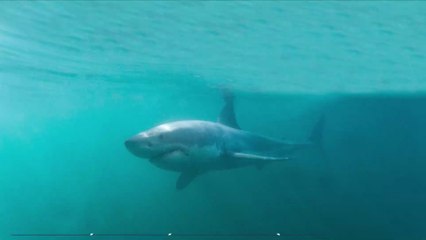Insolite : la balise d'un requin du Groenland se retrouve dans la manche