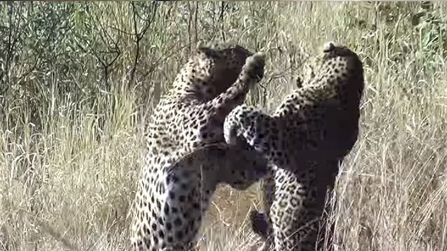 Afrique du Sud : un combat impressionnant entre deux léopards tourne à l'avantage d'un phacochère