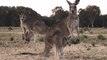 Australie : le gouvernement veut planter un milliard d'arbres pour la planète