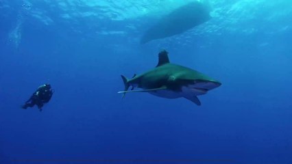 Deep Blue : le plus grand requin blanc du monde a-t-il été aperçu ?