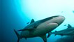 Australie : Ils nagent dans un banc de saumons à côté de deux requins (Vidéo)