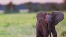 Thaïlande : il sauve un bébé éléphant percuté par une moto avec un massage cardiaque (VIDÉO)