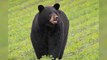Animaux : un ours cherche une femelle et devient une star sur les réseaux sociaux