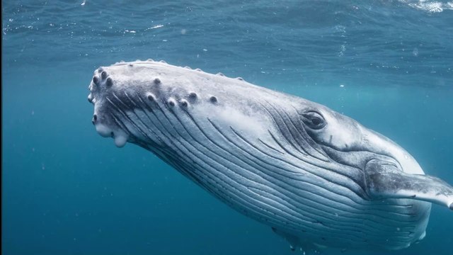 Insolite : Deux kayakistes soulevées dans les airs par une baleine (Vidéo)