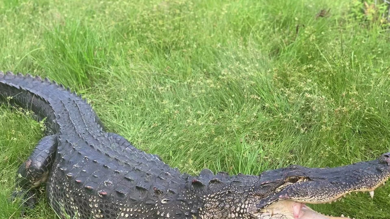 Australie : rares images d'un requin et d'un crocodile face à face
