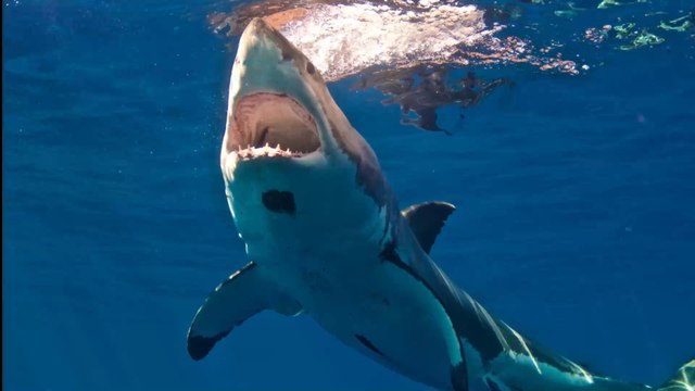 Floride : Il survit à une attaque de requin mais perd un morceau de sa jambe