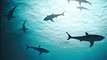 Australie : Une centaine de requins entourent le bateau d’un pêcheur (Vidéo)