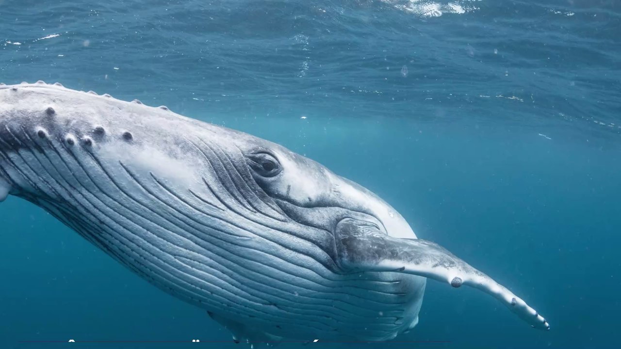 Thaïlande : Une goutte de "vomi de baleine" estimée à 200 000 euros découverte