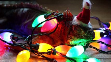 Floride : les autorités alertent sur une "pluie d'iguanes" attendue à Noël