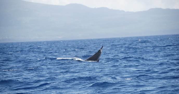 Belgique : Une baleine est retrouvée échouée sur une plage