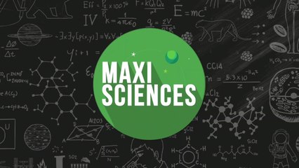 Insolite : Ces macaques chapardeurs sont les rois des voleurs à Bali