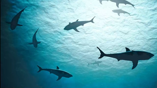 Etats-Unis : Ce requin ne veut pas lâcher le bras de cet homme (VIDEO)