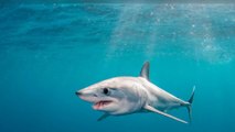 Pays de Galles : Il pêche un requin massif de 400 kilos (Photos)
