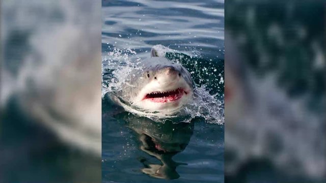 Canada : le grand requin blanc Nukumi, la reine de l'océan , capturée au large de la Nouvelle-Écosse