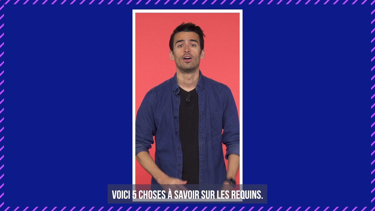 Insolite : un requin bleu filmé dans le Vieux-Port de Marseille