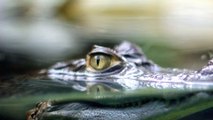 Afrique du Sud : un photographe surprend un crocodile en train d'avaler un requin