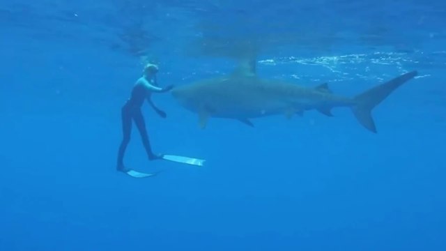 Animaux : Nemo, un requin-baleine de 13 mètres, a fait un incroyable voyage pendant 80 jours