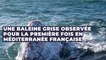 Var : une baleine grise égarée observée pour la première fois en Méditerranée française