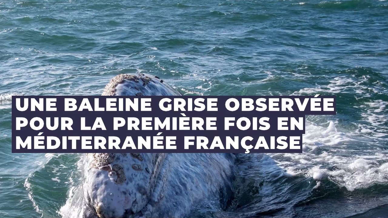 Var : une baleine grise égarée observée pour la première fois en Méditerranée française