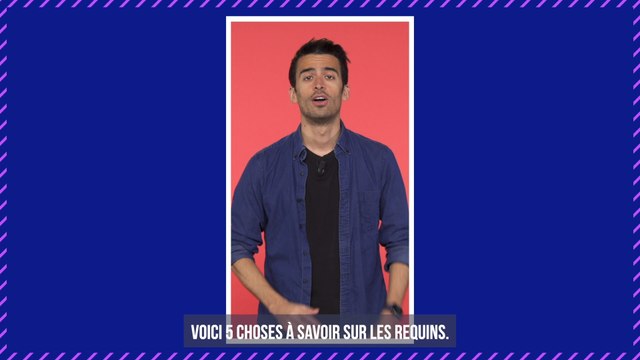 Royaume-Uni : des requins viennent à la rencontre de plongeurs (VIDEO)