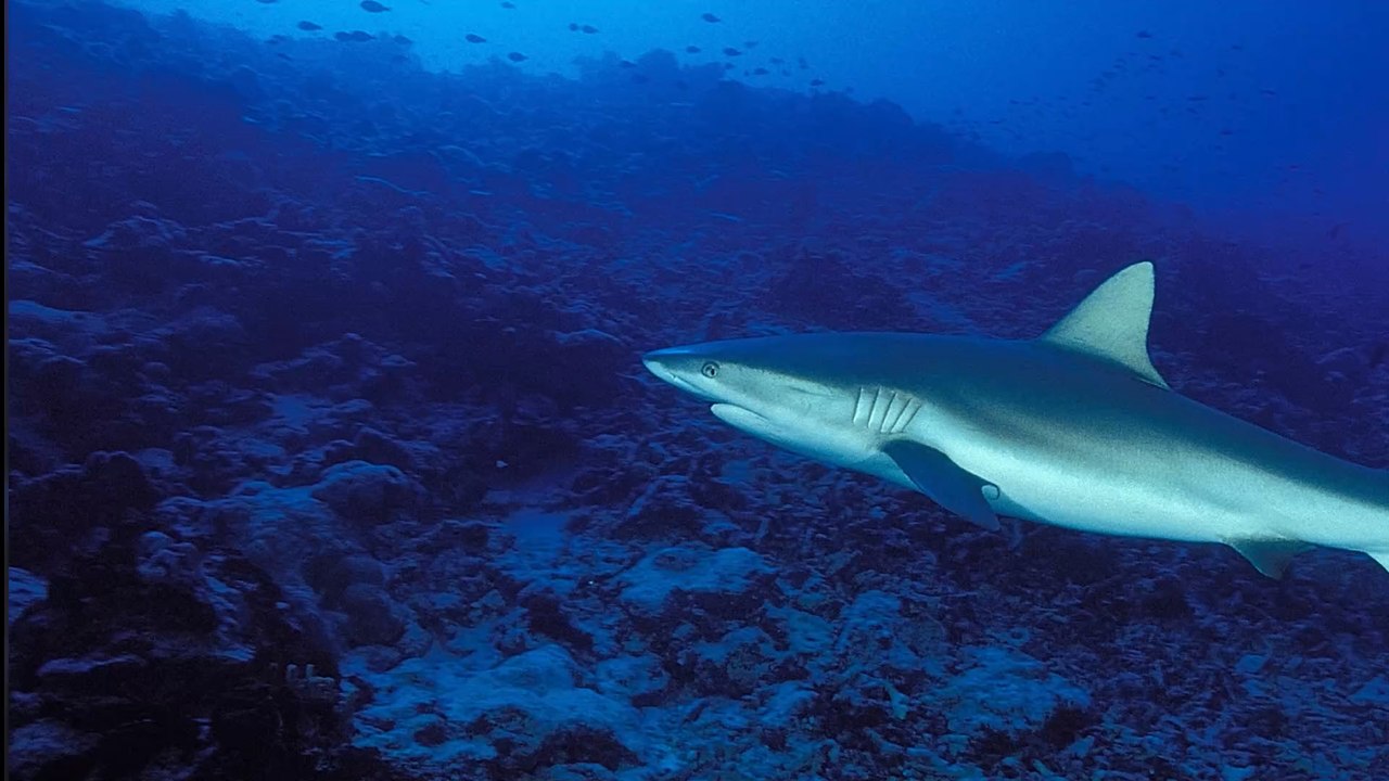 Insolite : un requin pèlerin filmé par des plaisanciers