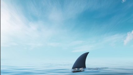 Australie : Il échappe à l’attaque d’un requin grâce à la perche de sa GoPro (Vidéo)