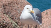 Alpes-Maritimes : il filme un poulpe en train de capturer un goéland (VIDÉO)