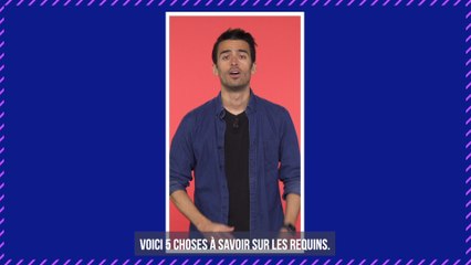 Insolite : un plongeur breton filme sa rencontre avec un requin-taupe
