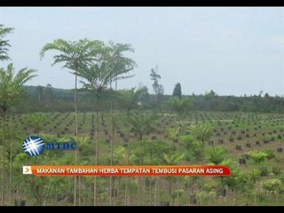 Makanan tambahan herba tempatan tembusi pasaran asing