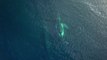 Baleine : un spécimen de 19 mètres échoue dans le nord de la France