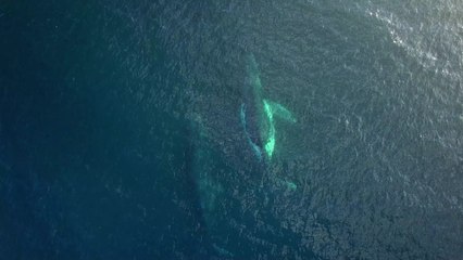 Baleine : un spécimen de 19 mètres échoue dans le nord de la France