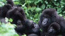 Gabon : des gorilles et des chimpanzés se font la guerre