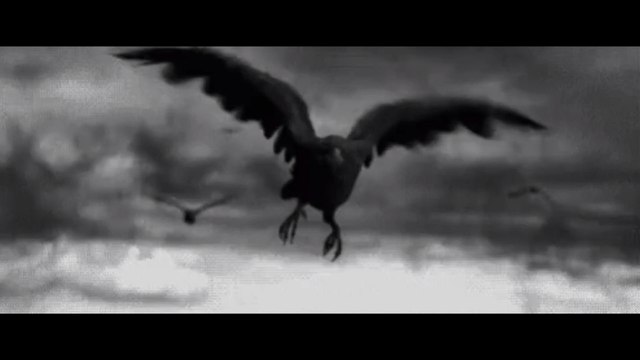 Russie : des centaines de corbeaux retrouvés morts dans des circonstances mystérieuses à Novossibirsk