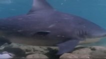 Insolite : Un requin bouledogue capturé par des pêcheurs