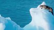 Un puma filmé errant sur un iceberg en Argentine