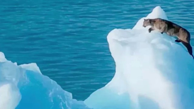 Un puma filmé errant sur un iceberg en Argentine