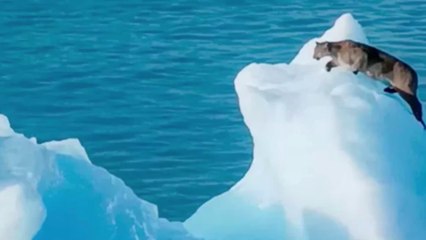 Un puma filmé errant sur un iceberg en Argentine